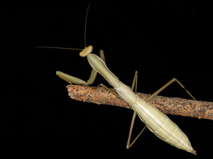 Mantis/Coptopterix sp.