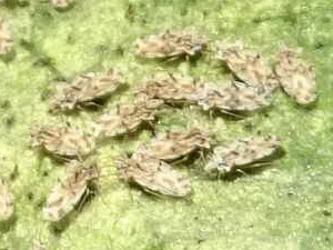 Chinche de encaje/Corythaica sp.