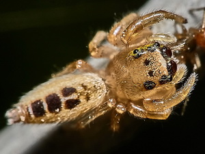 Araña saltadora/Cotinusa vittata