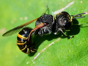 Avispa de arena - Familia Crabronidae