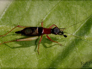 Grillo cola de espada/Cranistes colliurides