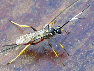 Avispa parásita/Cryptanura sp.