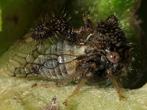 Treehopper/Cyphonia fuscata