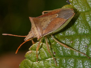 Chinche de los cuernos/Diceraeus furcatus