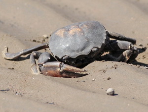 Cangrejo de río/Dilocarcinus pagei