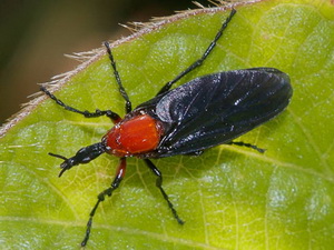 Mosca de marzo/Dilophus pectoralis