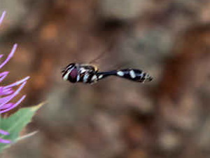 Mosca de las flores/Dioprosopa clavata