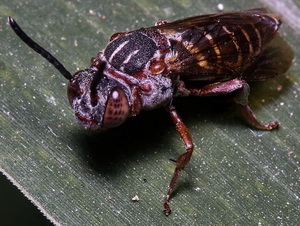 Cuckoo bee/Doeringiella nobilis