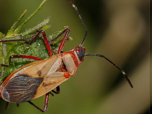 Chinche algodonera/Dysdercus sp.