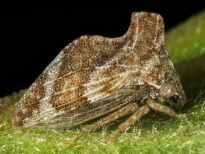 Treehopper/Entylia sp.