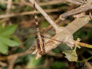 Libélula/Erythemis plebeja