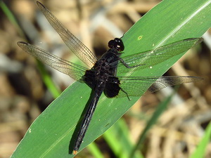 Libélula/Erythemis attala