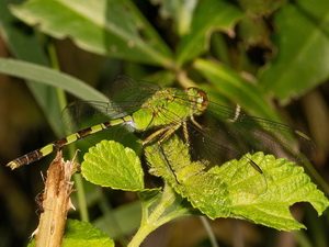 Libélula/Erythemis vesiculosa