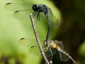 Libélula/Erythrodiplax nigricans