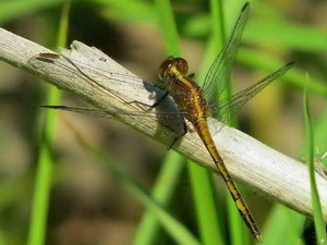 Libélula/Erythrodiplax sp.