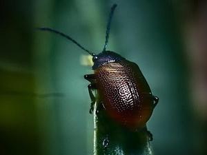 Escarabajo hoja/Freudeita sp.