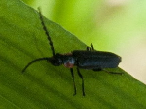 Escarabajo soldado/Polemius denticornis