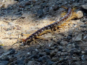 Escolopendras - Familia Scolopendridae