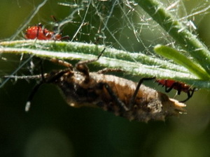 Leaf-footed bugs - Family Coreidae