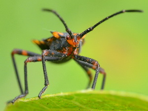 Leaffooted bug/Eubule sp.