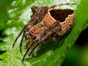 Araña tejedora/Eustala sp.