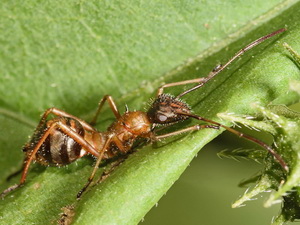 Chinches cabezonas - Familia Alydidae