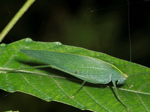 Yellow-lined katydid/Grammadera clara