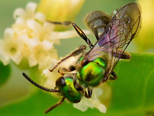 Abejas del sudor/Familia Halictidae