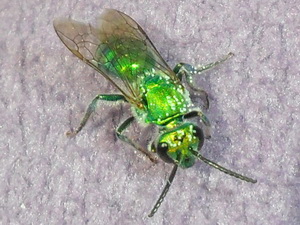 Abeja del sudor/Pseudaugochlora graminea