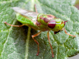 Soldier fly/Hedriodiscus sp