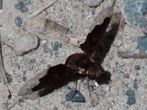 Mosca abeja/Hemipenthes sp.