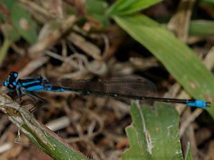 Caballito del diablo/Homeoura chelifera