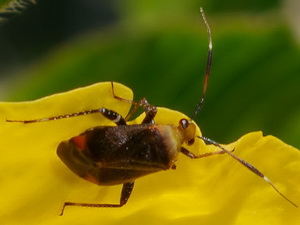 Chinche/Horciasinus argentinus