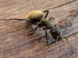 Hormiga carpintera/Camponotus mus 