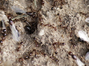 Hormigas - Familia Formicidae