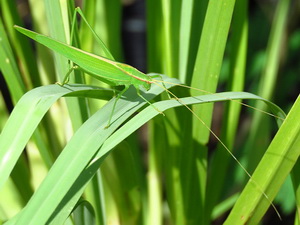 Long-horned katydid/Hyperophora major