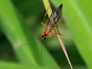 Avispas parásitas - Familia Ichneumonidae