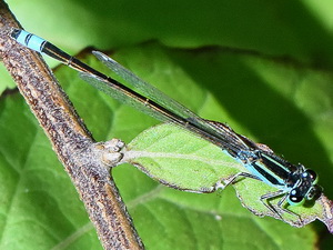 Damselfly/Ischnura fluviatilis