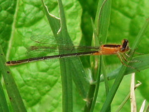 Damselfly/Ischnura sp.