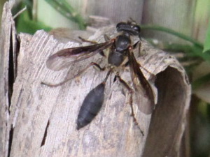 Avispa cazadora de grillos/Isodontia sp.