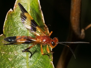 Avispa parásita/Joppa sp.