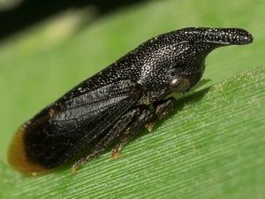 Membrácido/Kronides incumbens