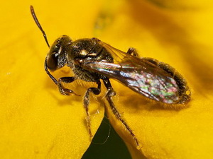 Abeja del sudor/Lasioglossum sp.