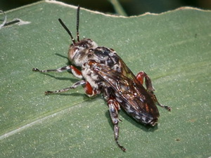 Chimney bee cuckoo/Leiopodus lacertinus