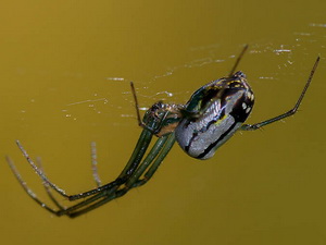 Long-jawed orbweaver/Leucauge sp.