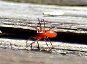 Arañas enanas - Familia Liniiphydae