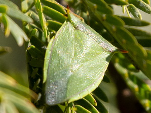 Chinche verde/Loxa sp.