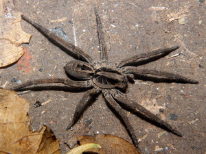 Araña lobo de vientre negro/Lycosa erythrognatha