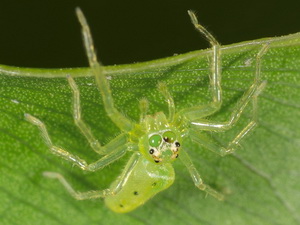 Araña saltadora/Lyssomanes sp.