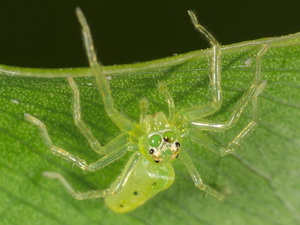 Araña saltadora/Lyssomanes sp.